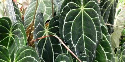 Crystal Anthurium - Anthurium Crystallinum Care