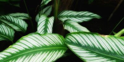 Calathea Ornata - How to Grow and Care for Pin Stripe Plant