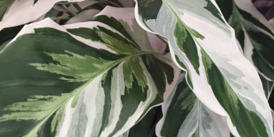 Calathea Leitzei - Calathea White Fusion Care