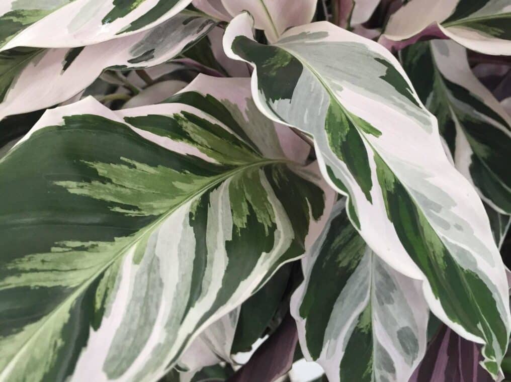 Calathea Leitzei - Calathea White Fusion Care
