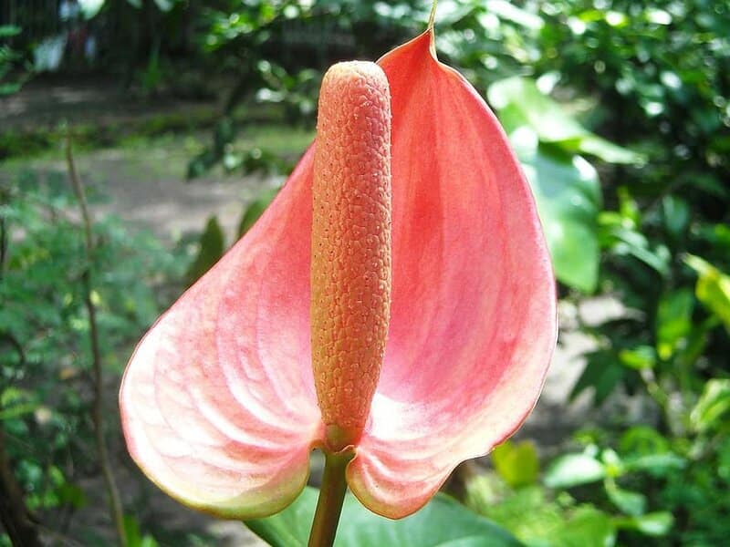 Anthurium Crystallinum Flowers