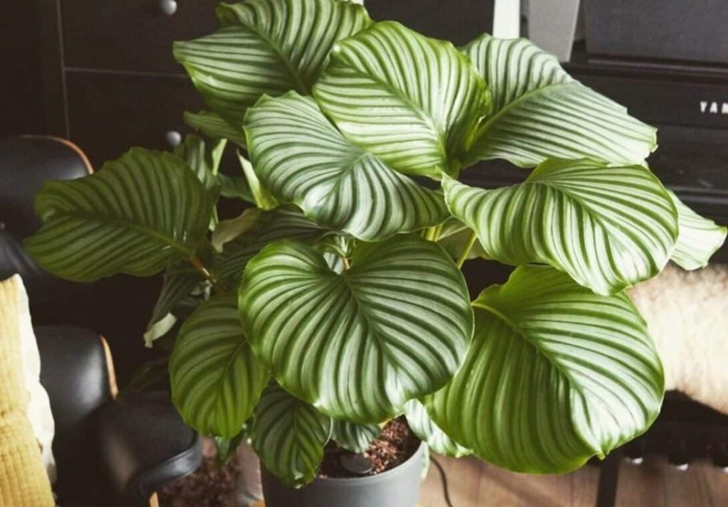 Calathea Orbifolia - How to Grow and Care