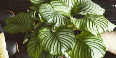 Calathea Orbifolia - How to Grow and Care