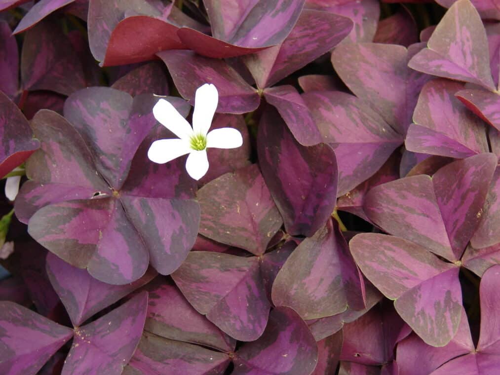 Oxalis Triangularis - How to Care for Purple Shamrock