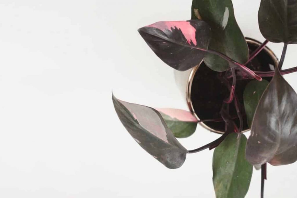 Pink Princess Philodendron - How to Care for Philodendron Erubescens