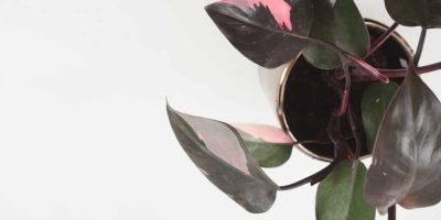 Pink Princess Philodendron - How to Care for Philodendron Erubescens