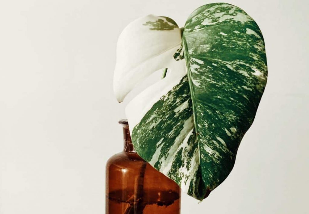 Monstera Variegata – How to Care for Variegated Monstera