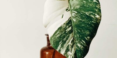 Monstera Variegata – How to Care for Variegated Monstera