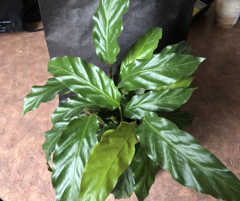 calathea rufibarba