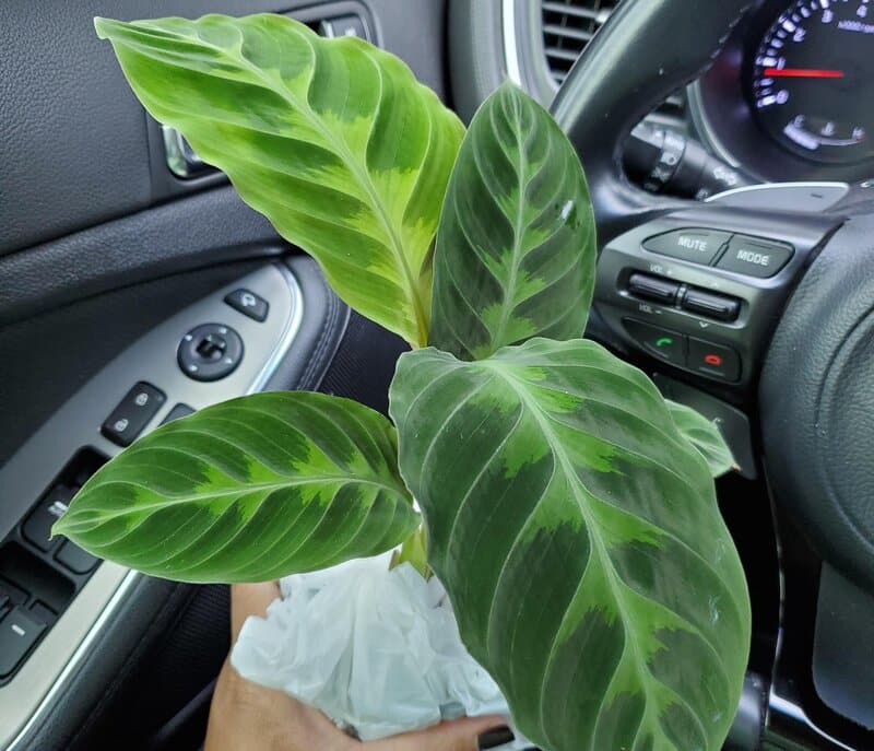 Calathea Warscewiczii