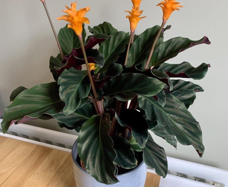 calathea crocata