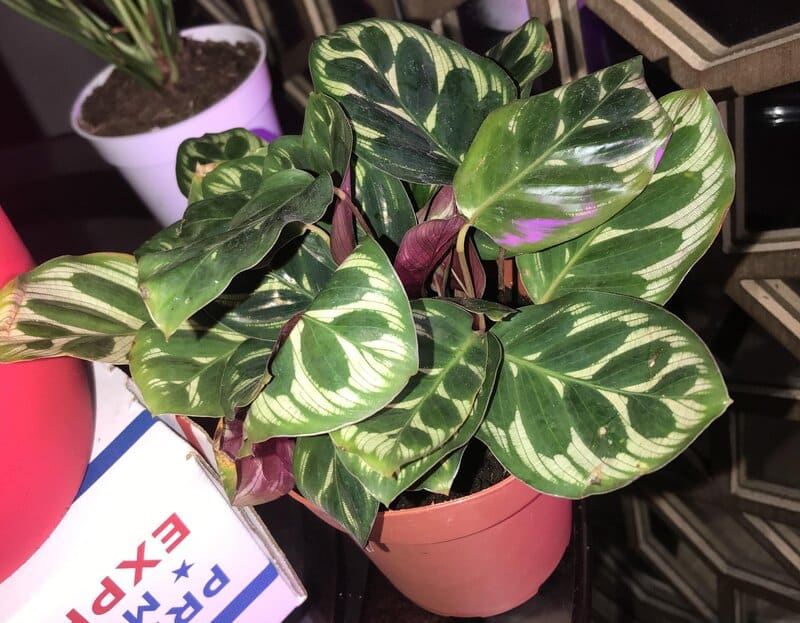 calathea makoyana
