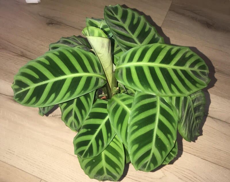 calathea zebrina