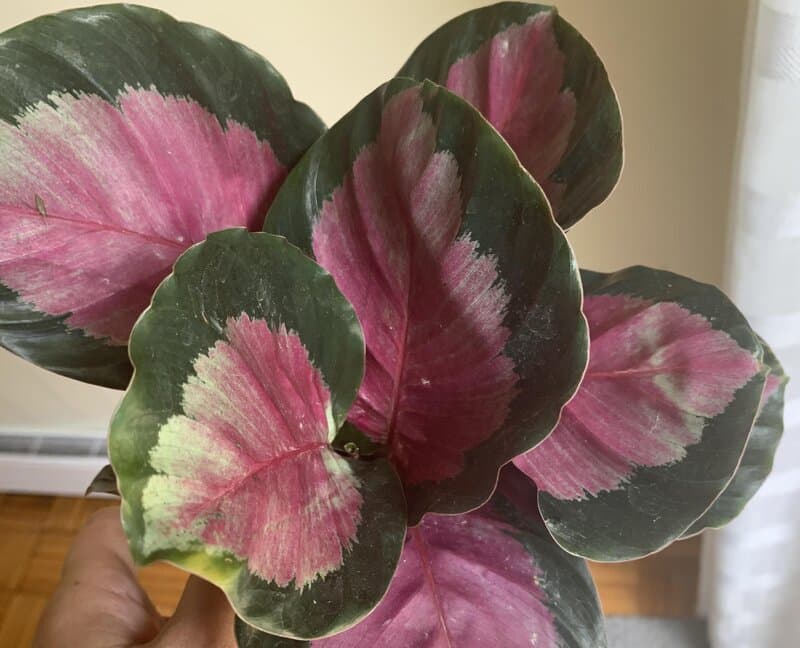 calathea roseopicta