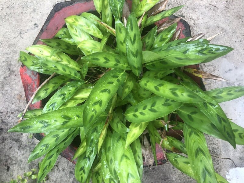 Calathea Lancifolia