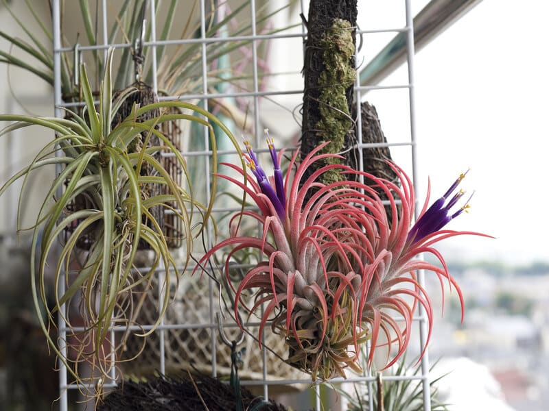 Watering Tillandsia Ionantha