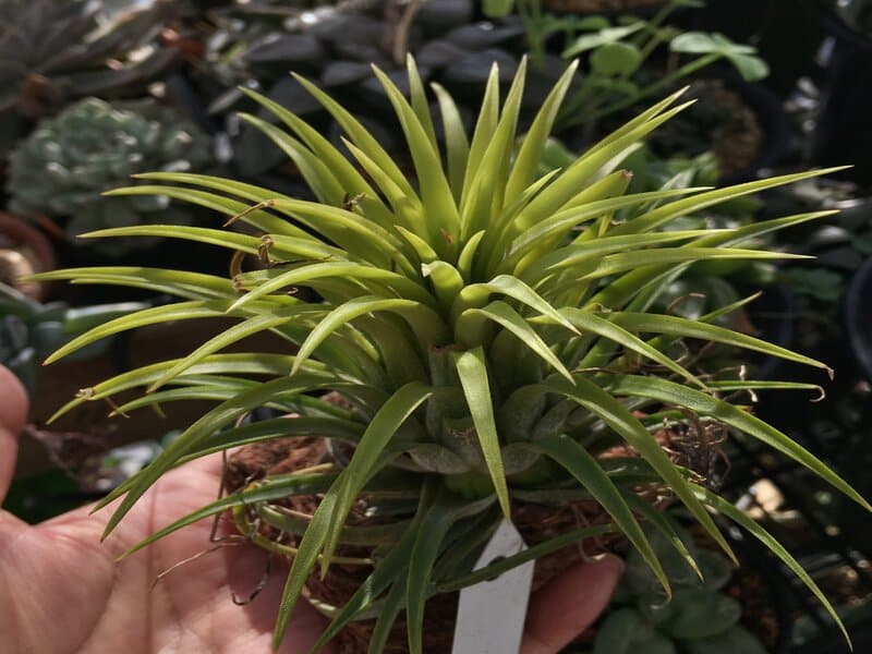 Tillandsia Ionantha Soil Requirements