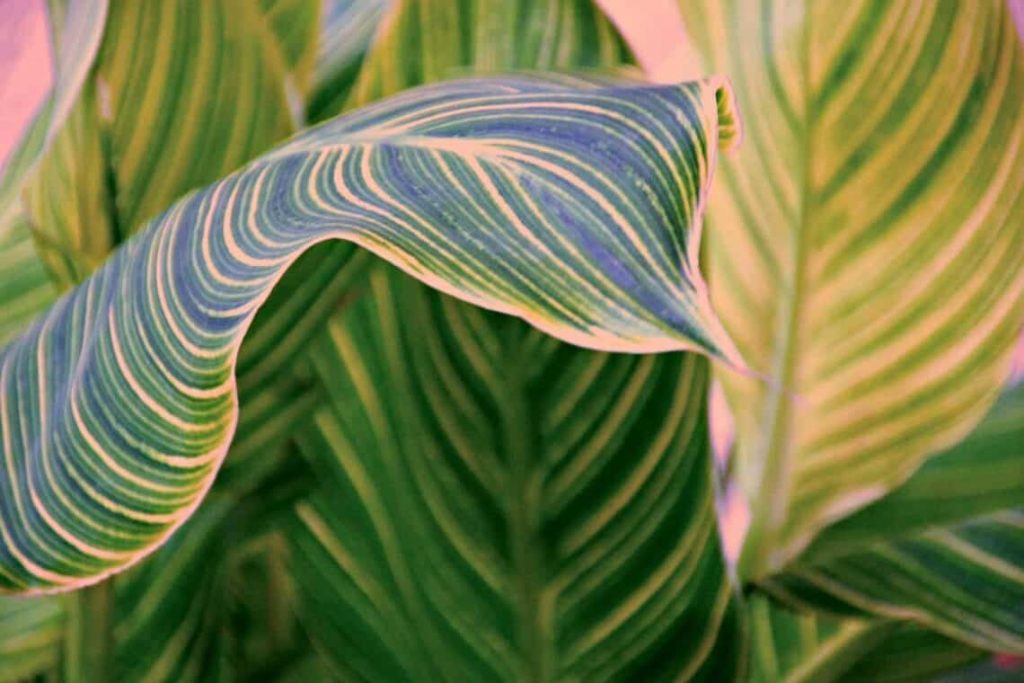 Calathea Varieties