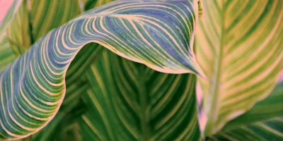 Calathea Varieties