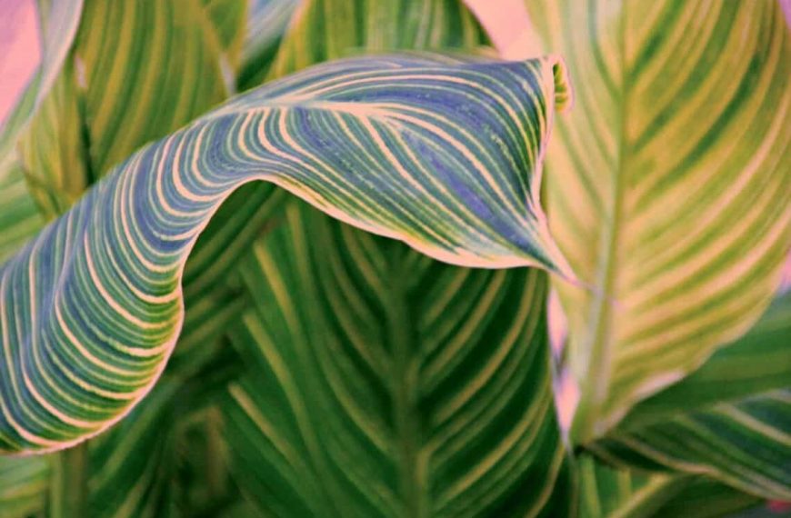 25+ Stunning Calathea Types You Need to Know About