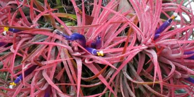 Tillandsia Ionantha
