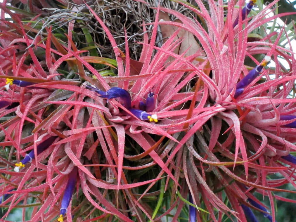 Tillandsia Ionantha