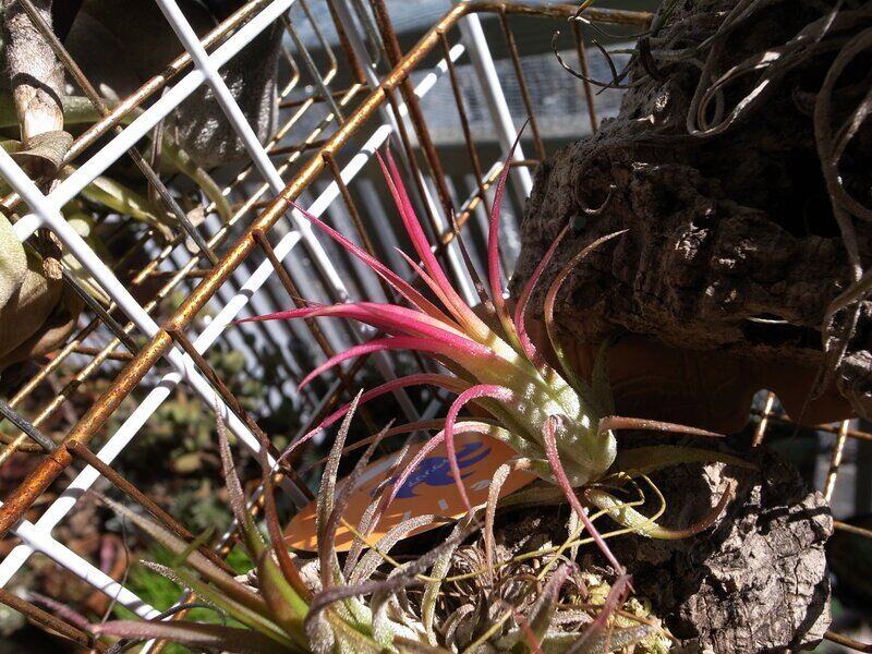 Tillandsia Ionantha Propagation