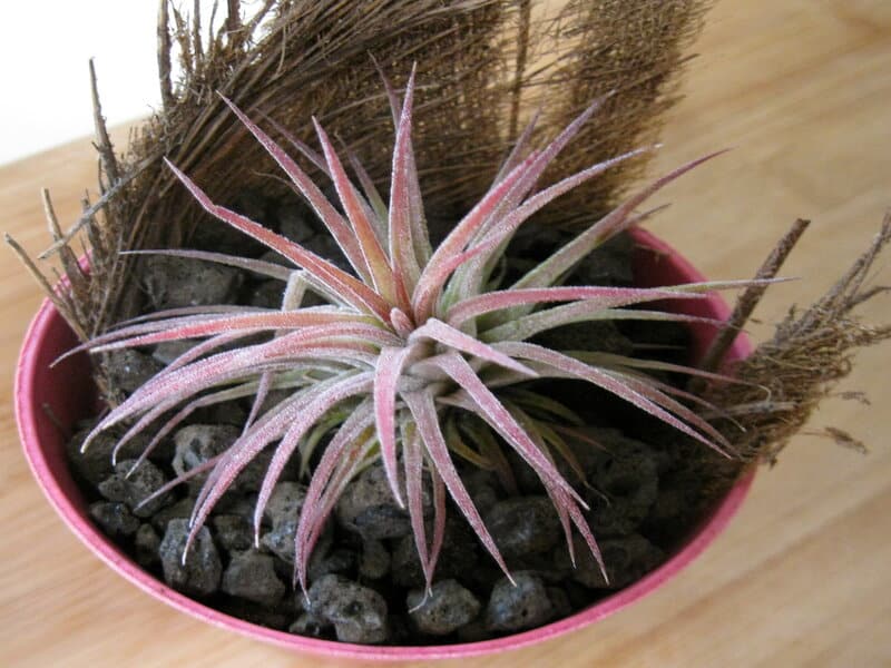 Tillandsia Ionantha Cold Conditions