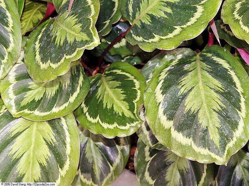 Calathea Medallion Light and Temperature Requirements
