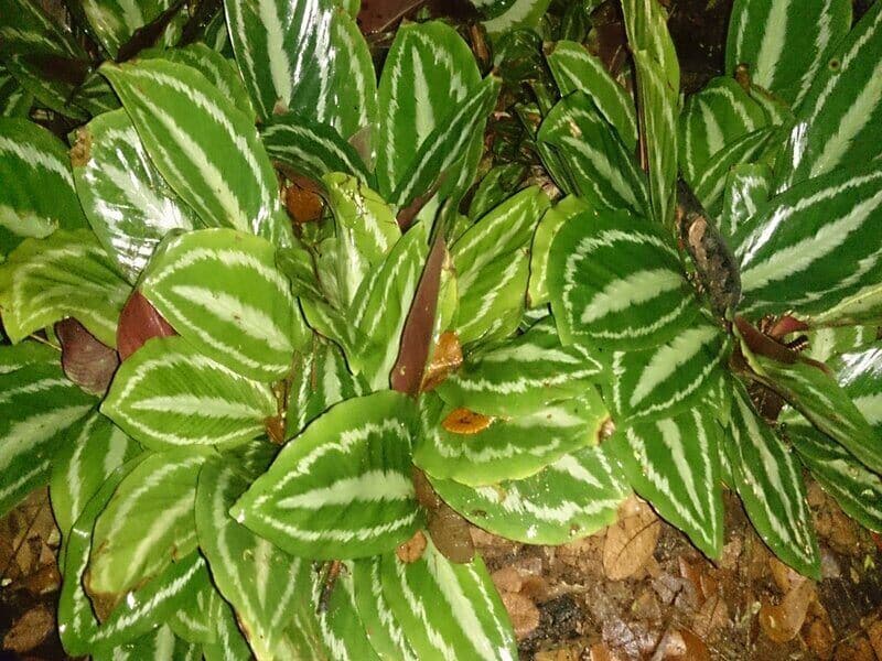 Calathea Medallion Most Common Pests