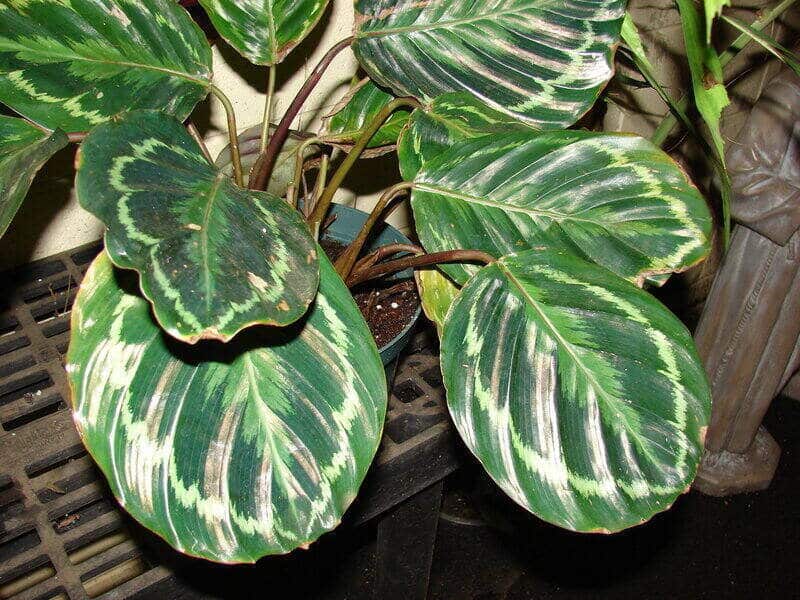 Calathea Medallion Repotting