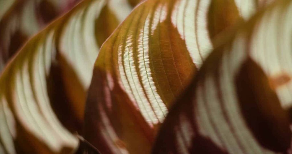 Calathea Makoyana