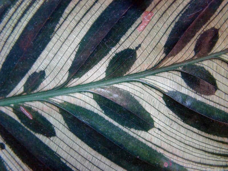 Calathea Makoyana