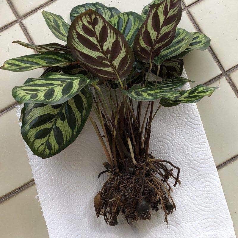 calathea makoyana repotting