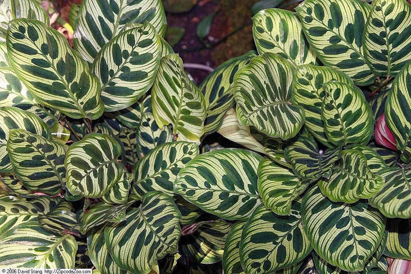 Types of Calatheas