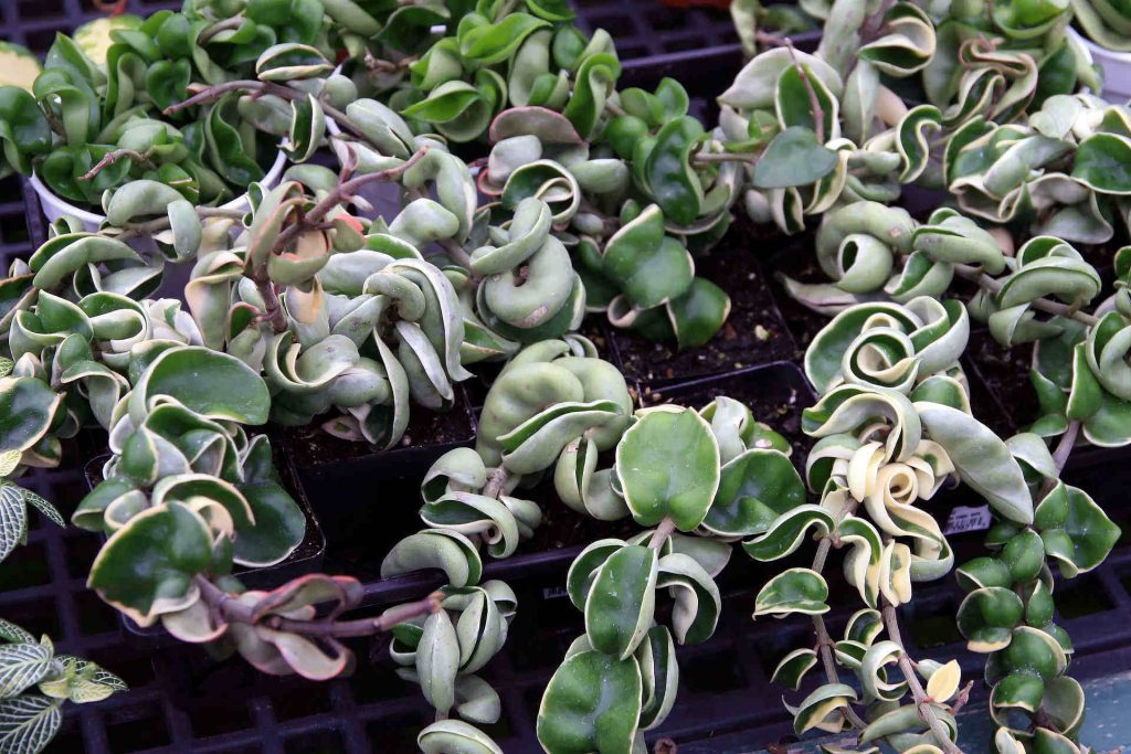 Hoya Carnosa plant