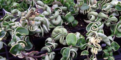 Hoya Carnosa plant