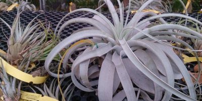 Tillandsia Xerographica