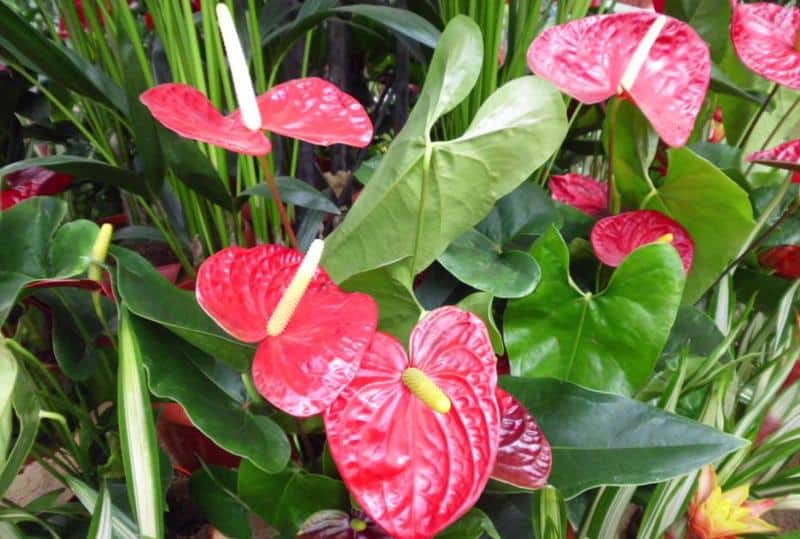 How to Grow Anthurium Andraeanum?