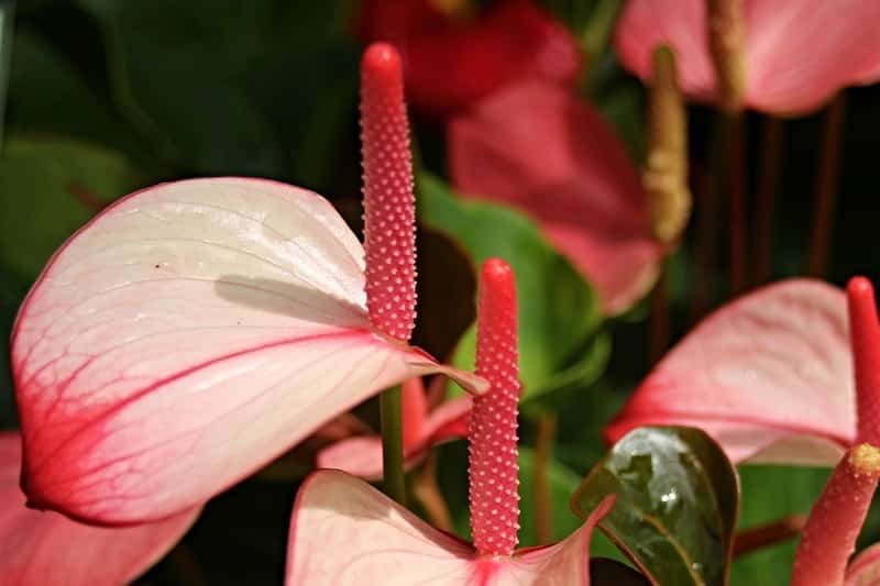 Watering Anthurium Andraeanum