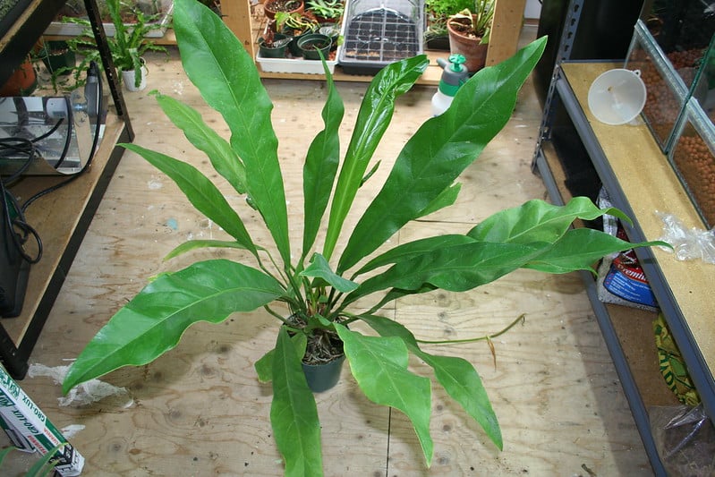 Light and Temperature Requirements