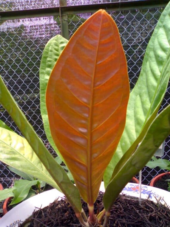 Anthurium Superbum Problems and Solutions