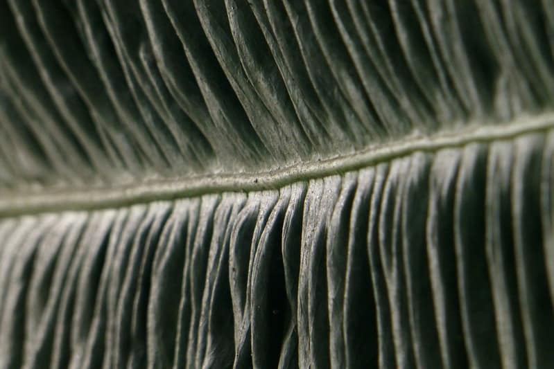 Light and Temperature Requirements