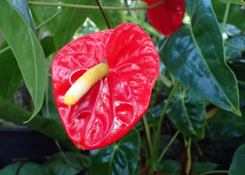 Soil Requirements for Anthurium Andraeanum