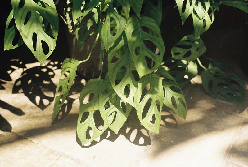 Common problems with Monstera Obliqua