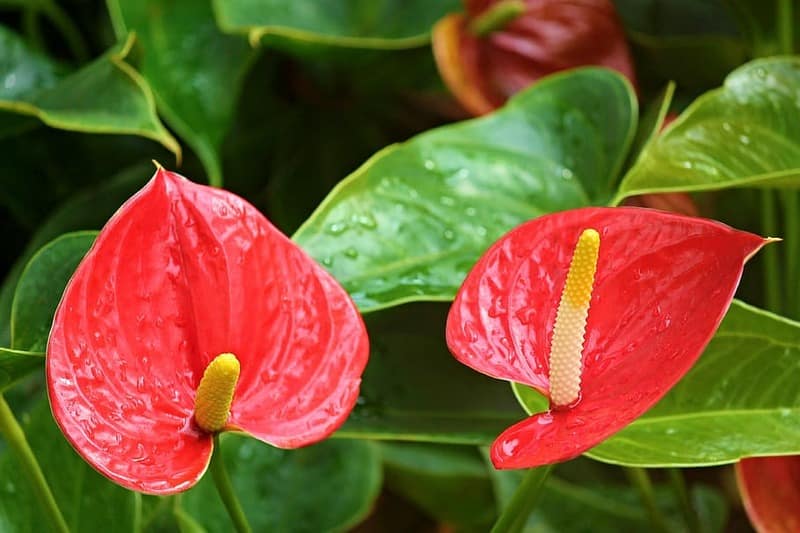 Anthurium Andraeanum Pruning