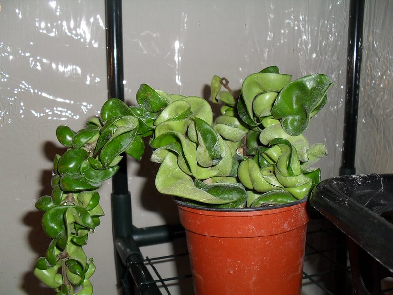 Hindu Rope Plant Fertilizing