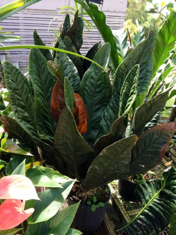 Anthurium Superbum Pruning