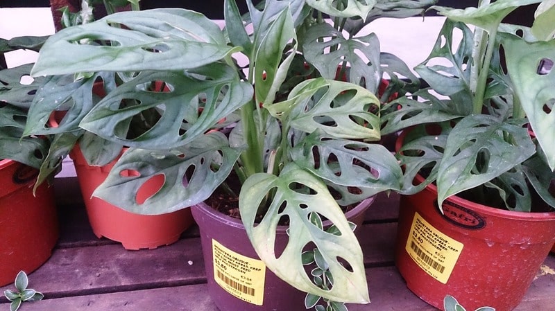 Lightning requirements of monstera obliqua