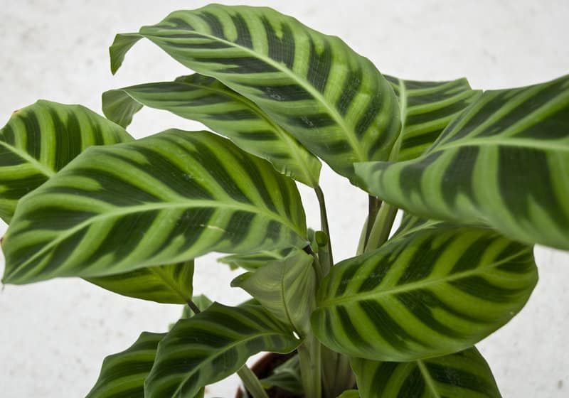 Calathea Zebrina